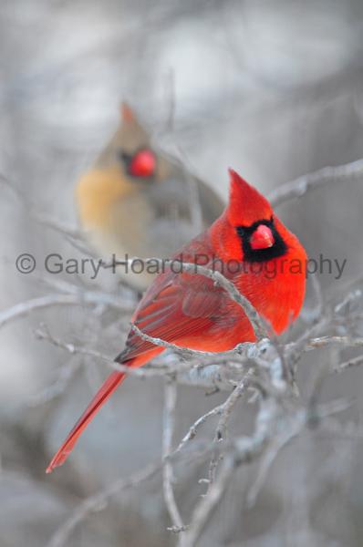 'Cardinal Pair' - print on metal picture