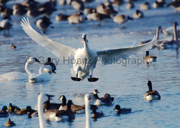 'Trumpeter Swan Landing Among Geese' - matted print picture