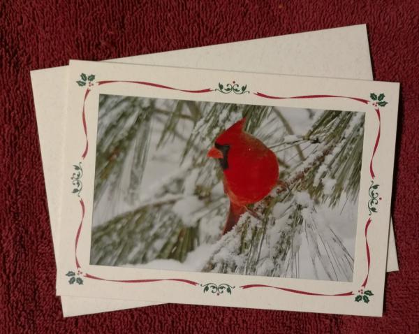 'Snowy Cardinal' notecard picture