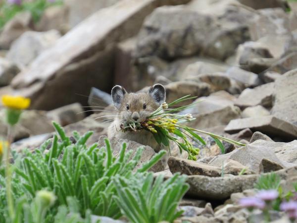 Pika picture