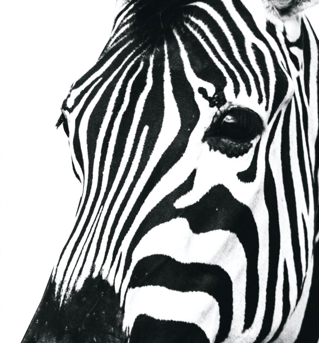 Zebra Candies Hartville MO United States Tonya Eventeny