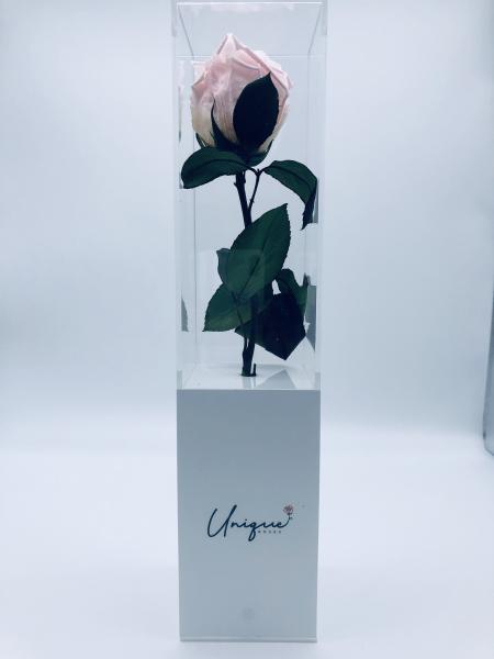 Unique Rose - Long Box picture