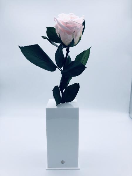 Unique Rose - Long Box picture