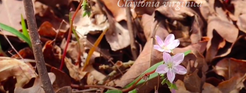 Shaw: Sights & Sounds Trail Series Wildflower Trail picture