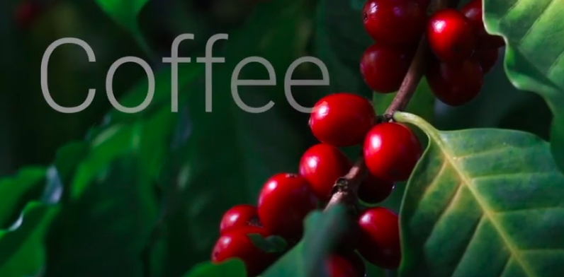 Mo Botanical Garden: Making Coffee in the Climatron