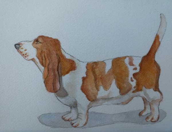 Basset Hound picture