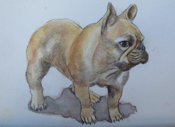 French Bulldog picture