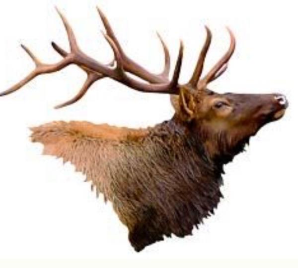 Elk picture