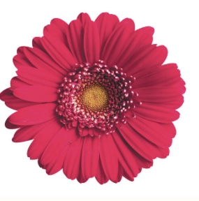 Pink Daisy picture