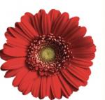 Red Daisy