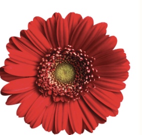 Red Daisy