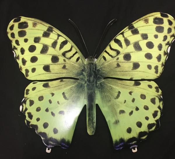 Medium Green Butterfly