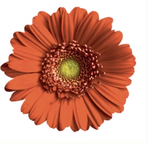 Orange Daisy picture