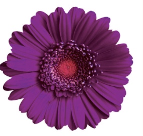 Purple Daisy picture