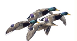 Flock of Mallards