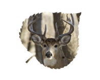 Buck Head Aspen Leaf picture