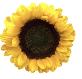 Sunflower picture