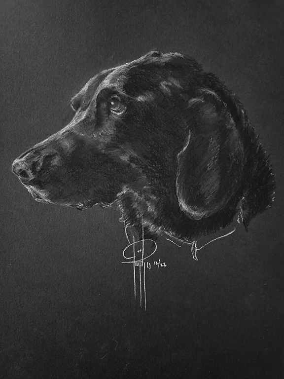 Pet portraits picture