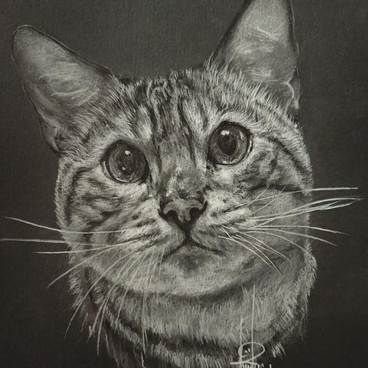 Pet portraits picture