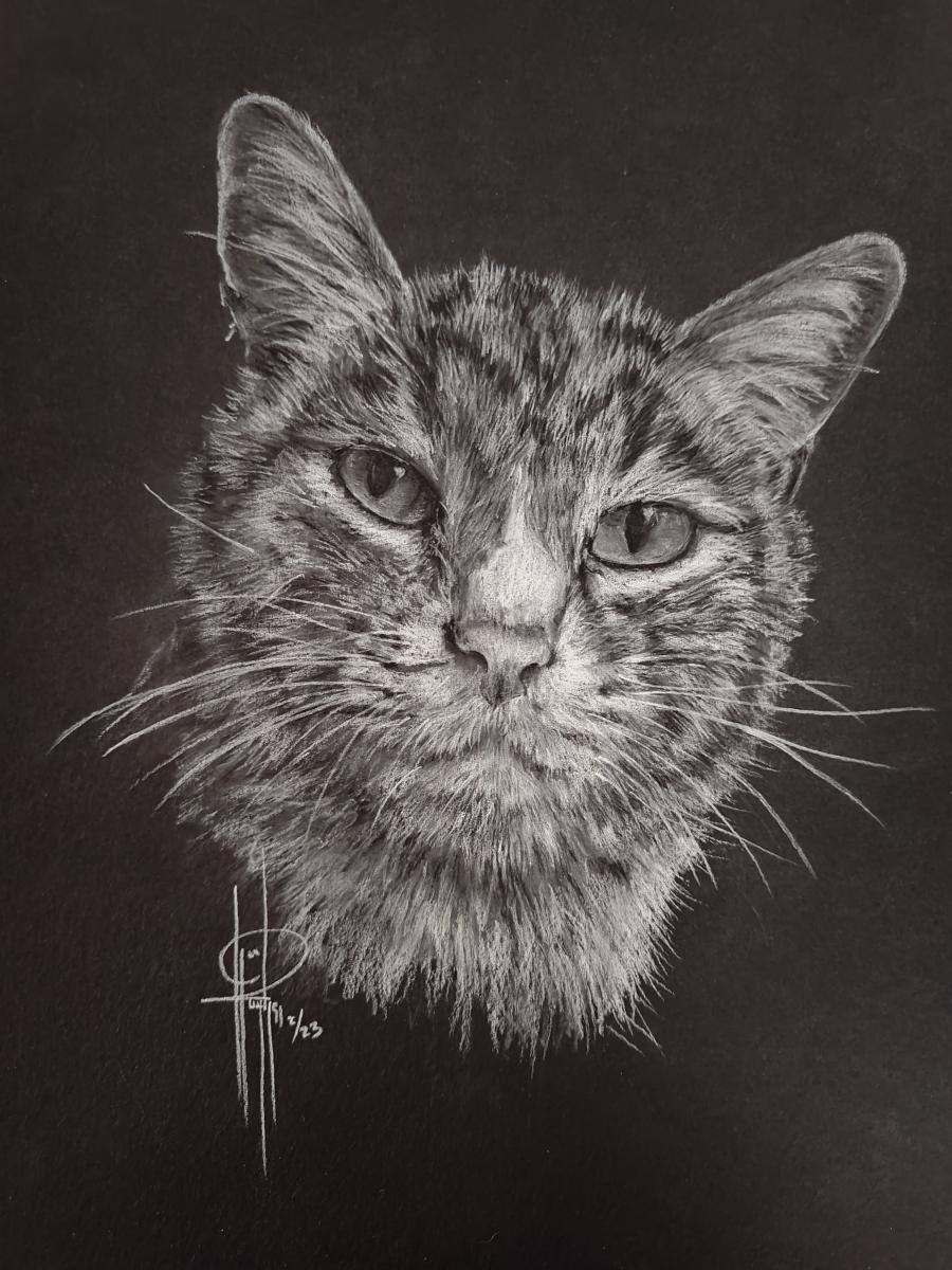 Pet portraits picture