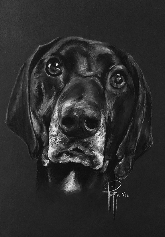 Pet portraits picture