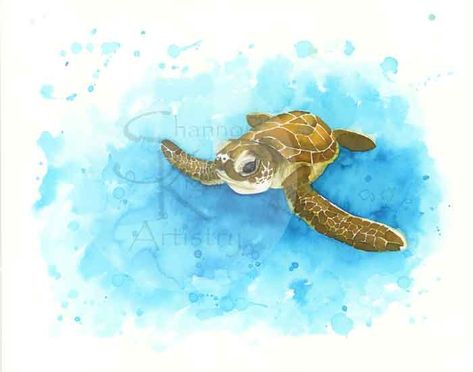 Sea Turtle Hatchling picture