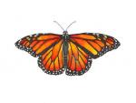 Monarch Butterfly