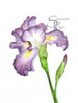 Purple Iris