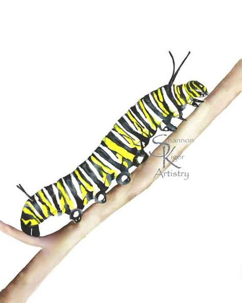 Monarch Catterpillar