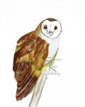 Barn Owl