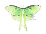 Luna Moth