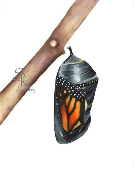 Monarch Chrysalis picture