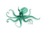 Green Octopus