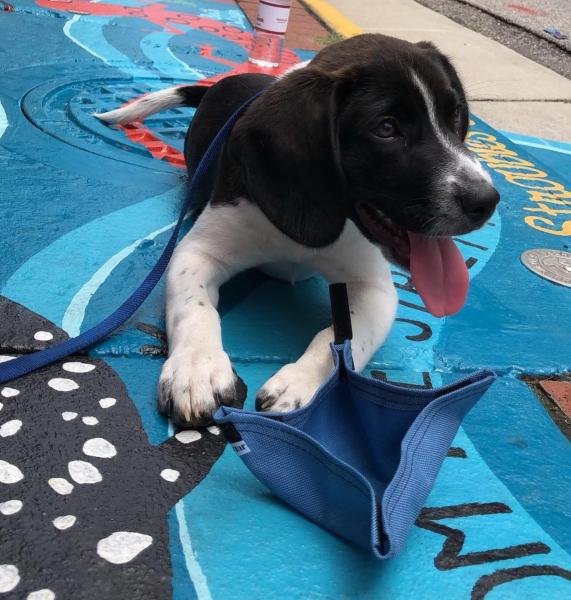 Small Mobile Dog Bowl - Blue picture