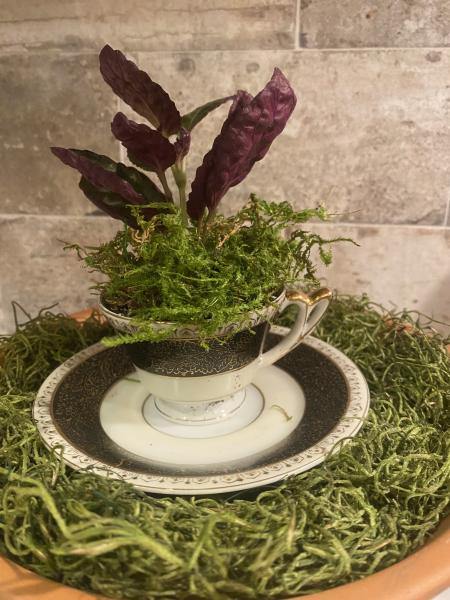 Small Teacup with Pixie Plant picture