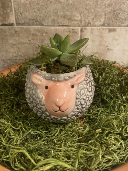 Miniature Sheep Planter with Succulent