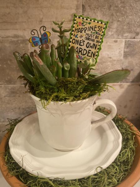 Succulet Garden in Teacup picture