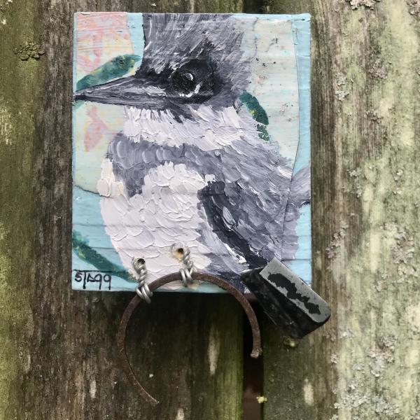 Belted Kingfisher I (male)