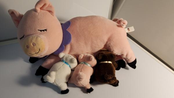Pig and babies picture