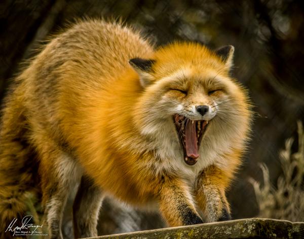 Yawning Red Fox
