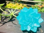 Succulent Soaps