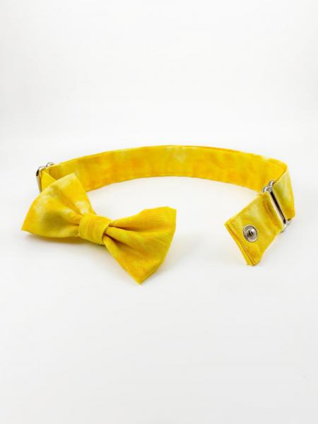Yellow Dog Bow picture