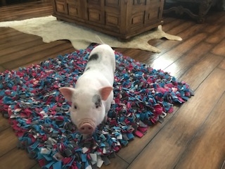 Snuffle Mat 12”x12”