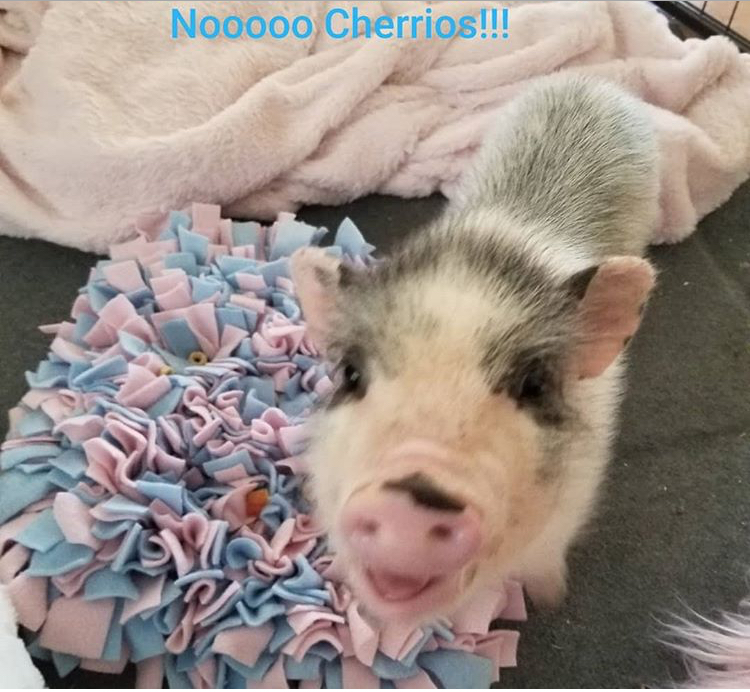 Snuffle Mat 24&rdquo;x24&rdquo; picture