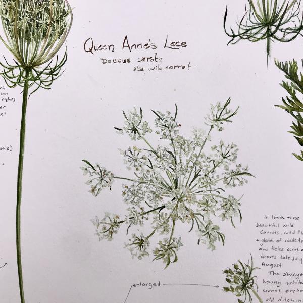 Queen Anne's Lace picture