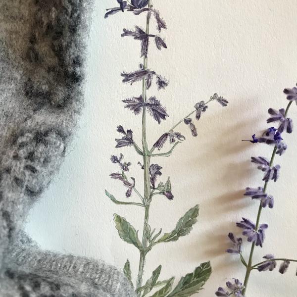 Russian Sage picture