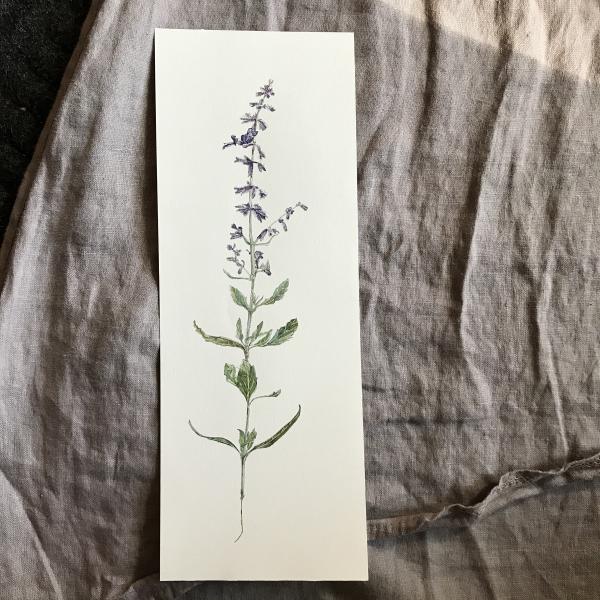 Russian Sage picture