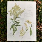 Goldenrod