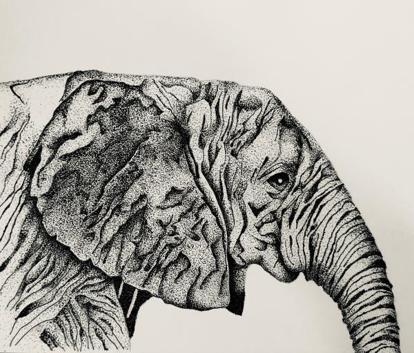 Elephant picture