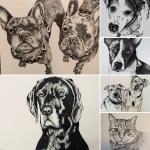 Pet Portraits